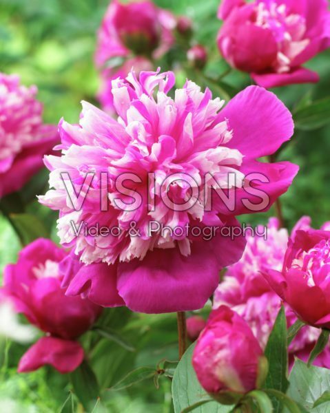 Paeonia Celebrity Paeonia Celebrity