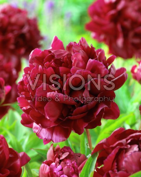 Paeonia Armani Visions Pictures