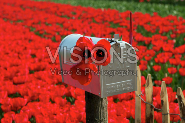 Tulpen in brievenbus