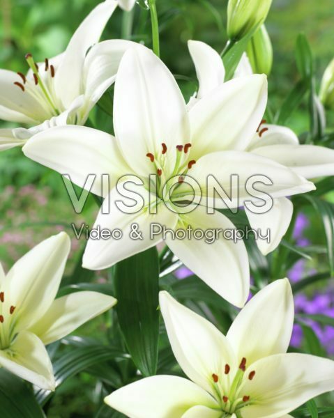 Lilium white