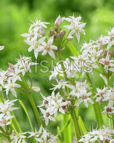 Allium plummerae