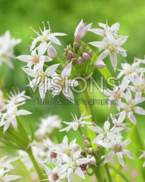 Allium plummerae