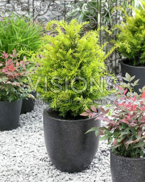Taxus baccata Golden Carol