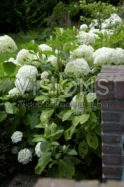 Hydrangea arborescens Annabelle