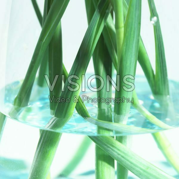 Stems in water