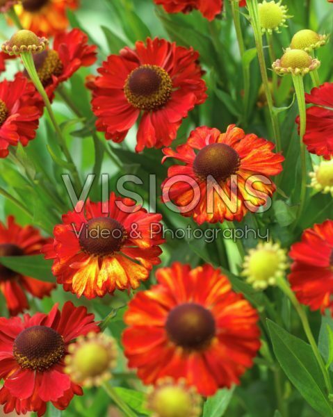 Helenium Hot Lava Helenium Hot Lava