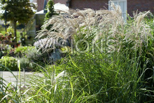 Miscanthus Ki Miscanthus Ki