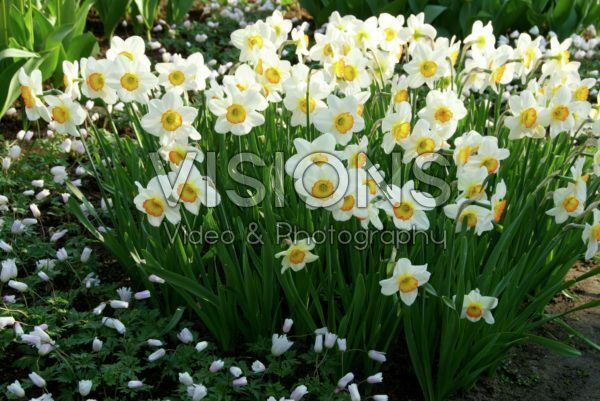 Narcissus Flower Record Narcissus Flower Record