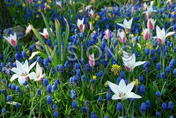 Tulipa Lady Jane, Muscari Blue Magic