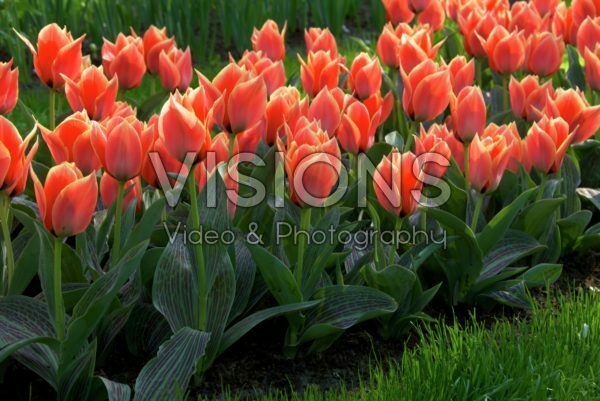 Tulipa Corsage