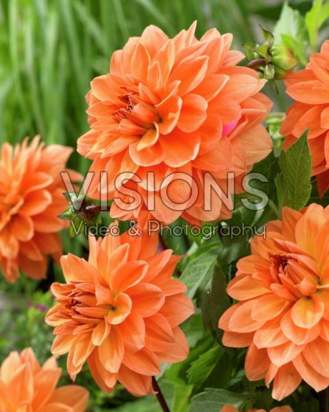 Dahlia Summer Flame Dahlia Summer Flame
