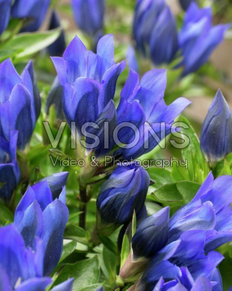 Gentiana Corona