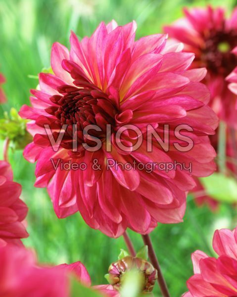 Dahlia Bacardi