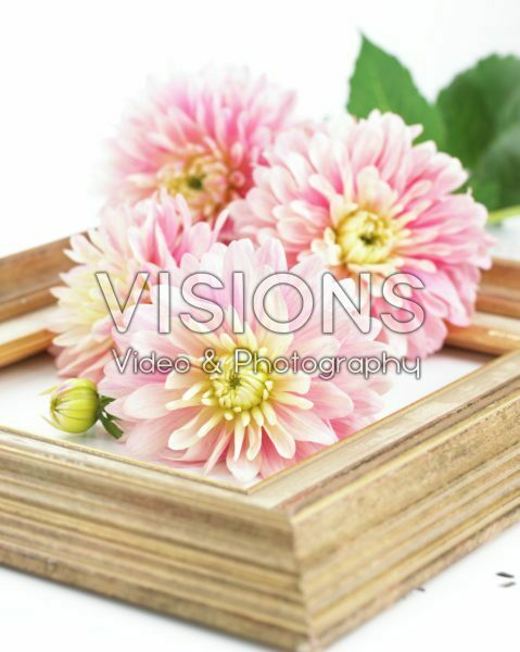 Dahlia Pink Magic