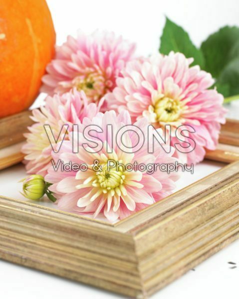 Dahlia Pink Magic