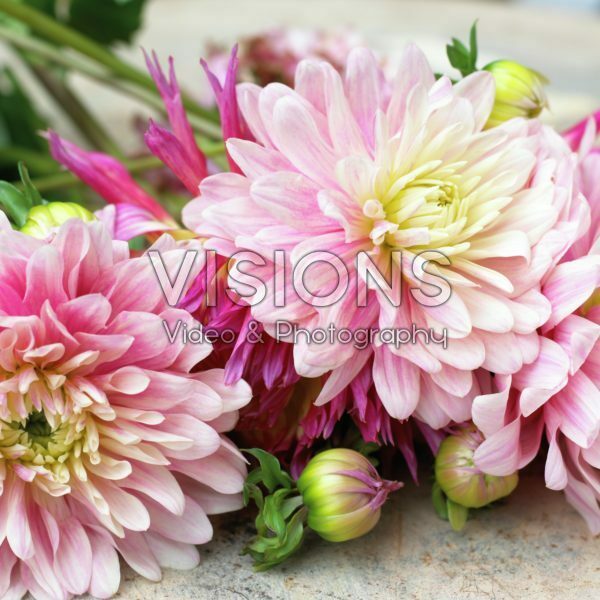 Dahlia Pink Magic Dahlia Pink Magic