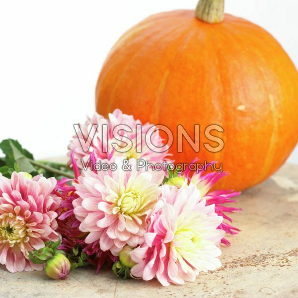 Dahlia Pink Magic Dahlia Pink Magic