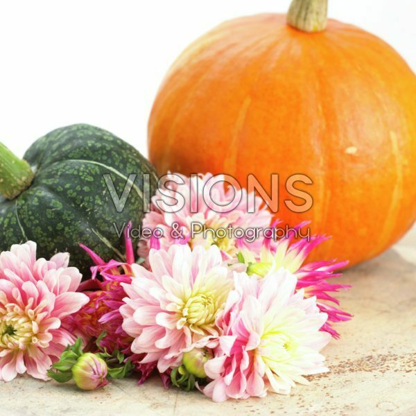 Dahlia Pink Magic Dahlia Pink Magic