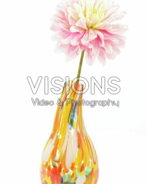 Dahlia Pink Magic