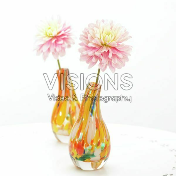 Dahlia Pink Magic