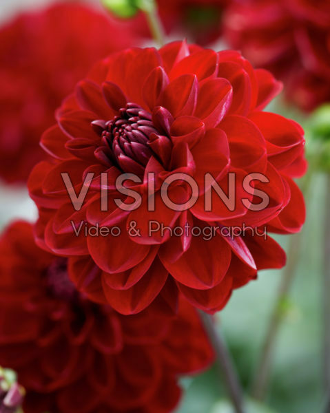 Dahlia red