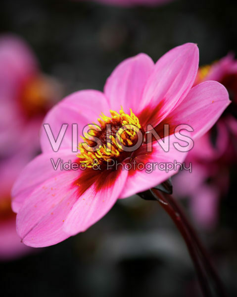 Dahlia HS Wink®