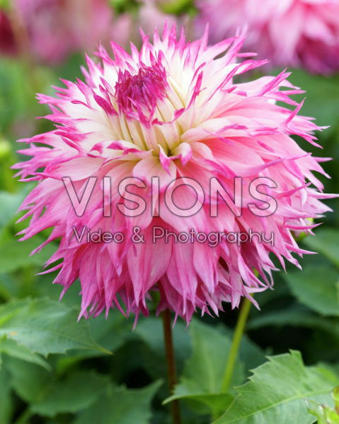 Dahlia Pinelands Princess