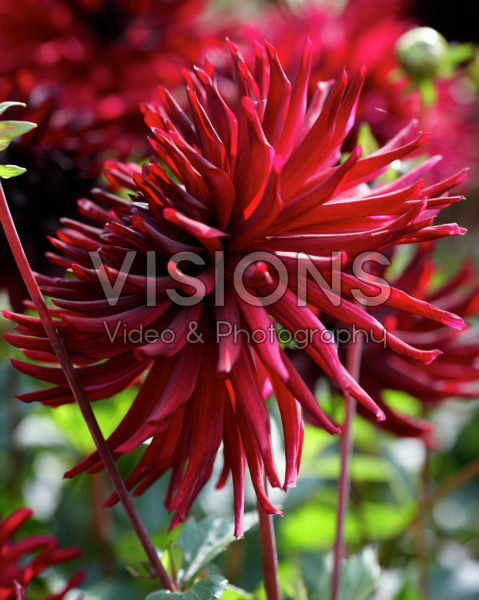 Dahlia Black Narcissus