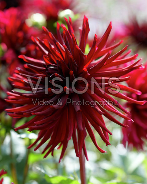 Dahlia Black Narcissus