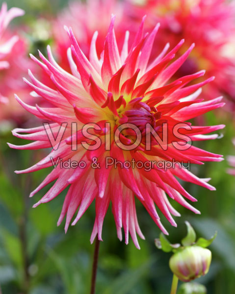 Dahlia Electric Flash