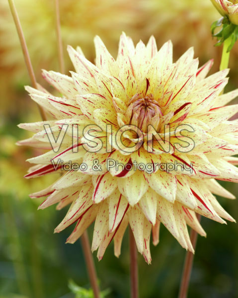 Dahlia Hy Pimento