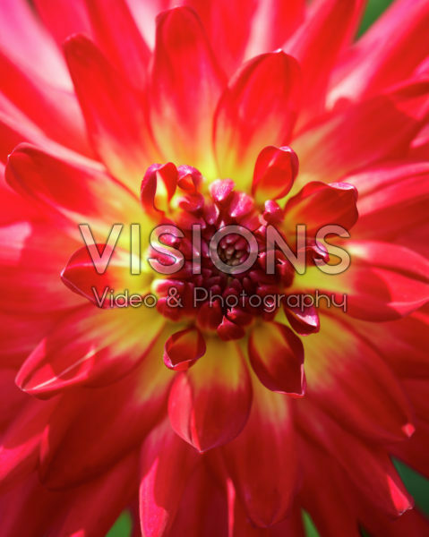 Dahlia Macalisters Pride 