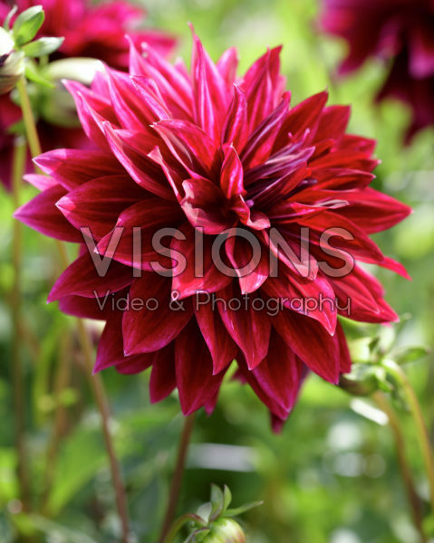 Dahlia red