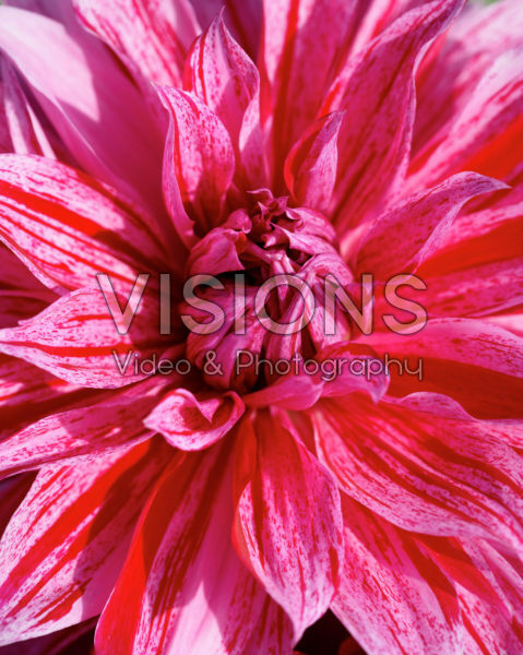 Dahlia Babylon Roze Gevlamd