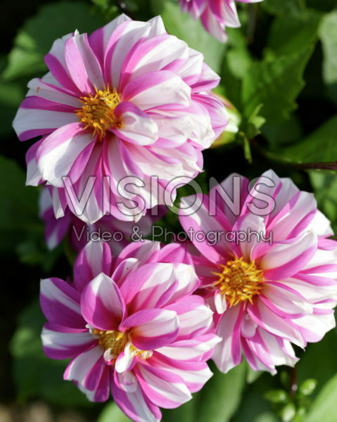 Dahlia Priceless Pink