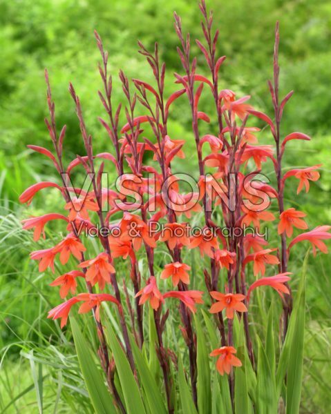 Watsonia pyramidata Cherry Splash Watsonia pyramidata Cherry Splash