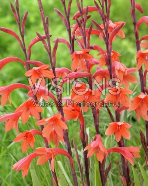 Watsonia pyramidata Cherry Splash Watsonia pyramidata Cherry Splash