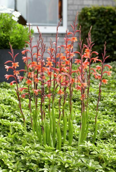 Watsonia pyramidata Cherry Splash Watsonia pyramidata Cherry Splash