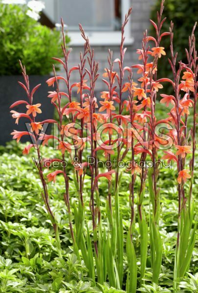 Watsonia pyramidata Cherry Splash Watsonia pyramidata Cherry Splash