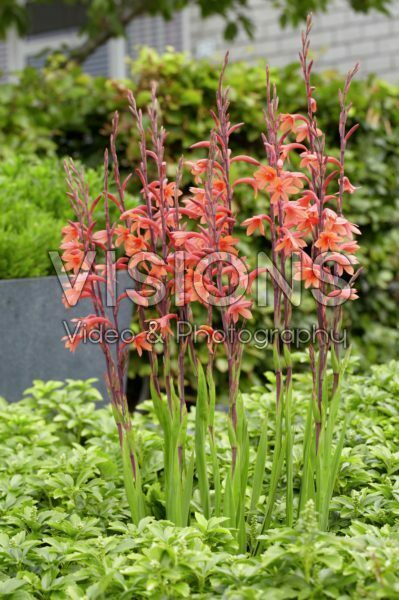 Watsonia pyramidata Cherry Splash Watsonia pyramidata Cherry Splash