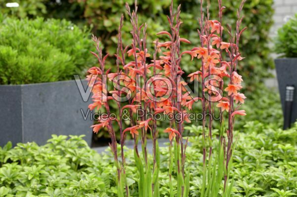 Watsonia pyramidata Cherry Splash Watsonia pyramidata Cherry Splash
