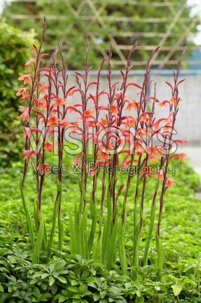 Watsonia pyramidata Cherry Splash