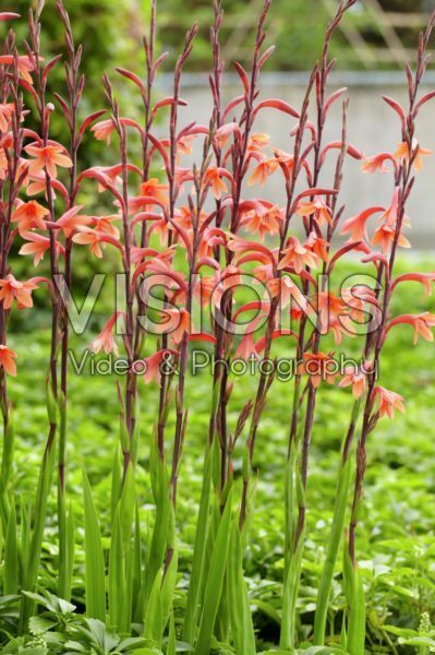 Watsonia pyramidata Cherry Splash Watsonia pyramidata Cherry Splash
