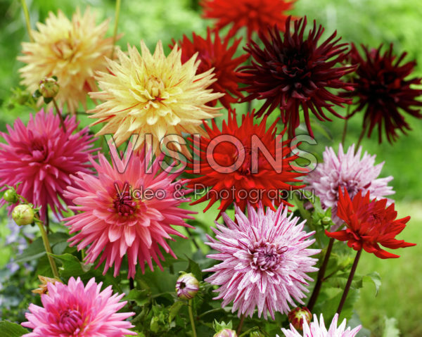 Dahlia Cactus mix