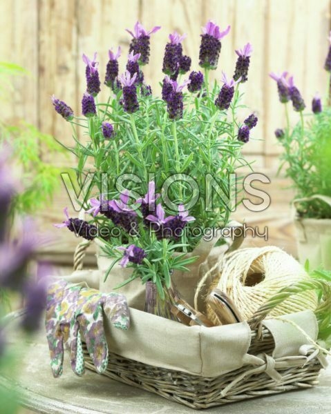 Lavandula stoechas Butterfly Garden