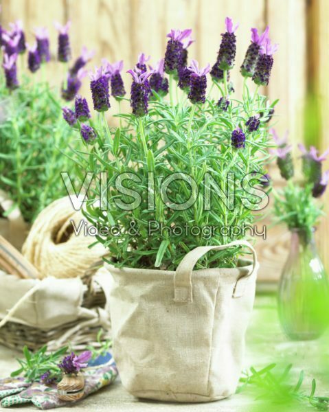 Lavandula stoechas Butterfly Garden