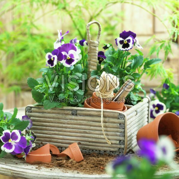 Viola in basket