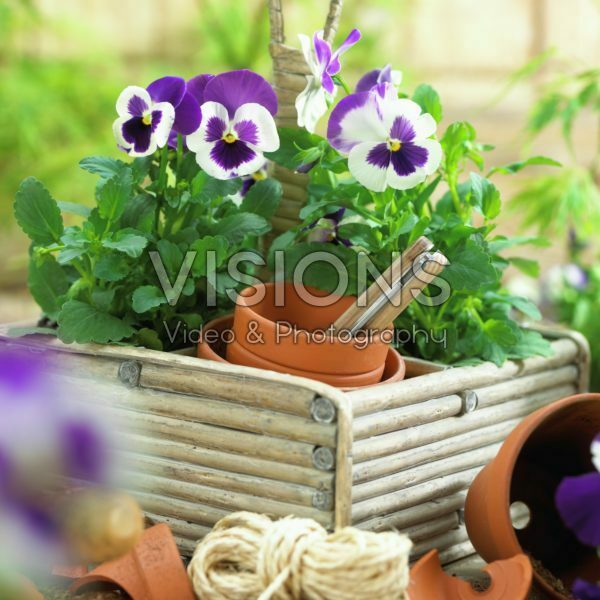 Viola in basket