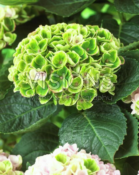 Hydrangea macrophylla Magical® Revolution Pink