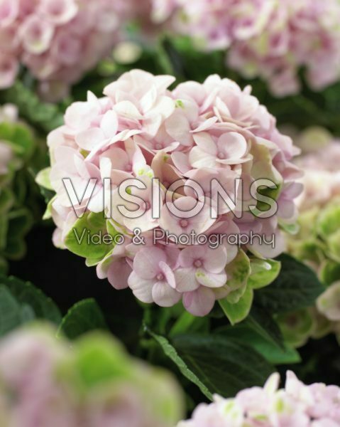 Hydrangea macrophylla Magical® Revolution Pink